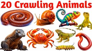20 Crawling Animals Names 🐌🦎 | Learn Reptiles & Crawling Animals for Kids