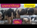 Орустун уйлары сүттү көп берип ~ ала бука 100миңге алынды. 320 кг таза эт берет дейт