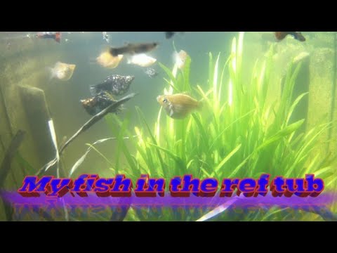 Ref Tub Fish ALAGA KONG GUPPIES AND MOLLIES SA REF TUB | AQUA FISH - YouTube
