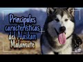 Descubre las características del Alaskan Malamute y enamórate 😍🐕🐺🐾♥️ [Alaskan Malamute México]