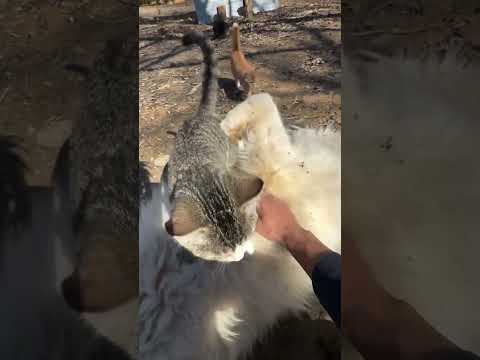 Offgrid Throwback Dog