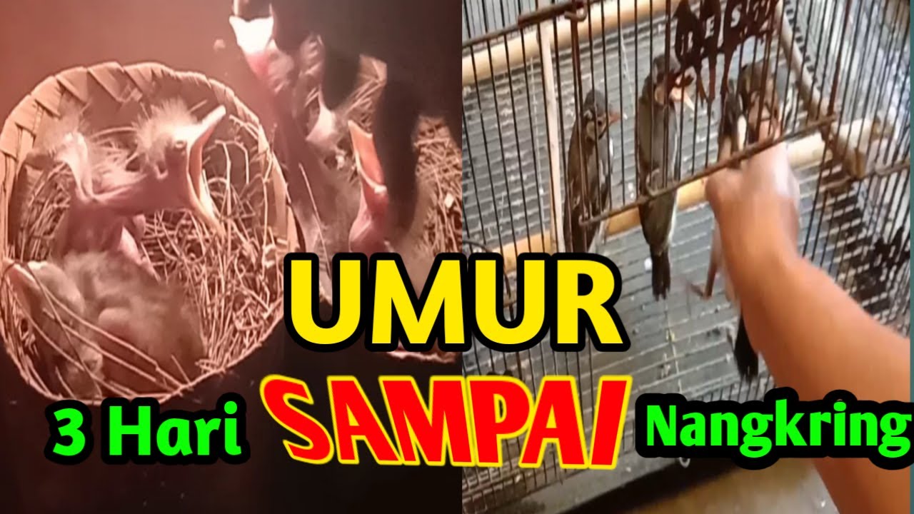 MELOLOH ANAKAN BURUNG DARI UMUR 3 HARI SAMPAI NANGKRING - JALAK SUREN || #su_kamdi