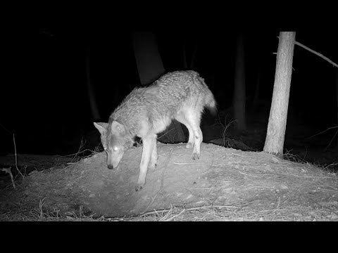 What Happens When a Coyote Tiptoes to the Fox Den?
