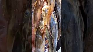não esperava pescar tanto bagre #fishing