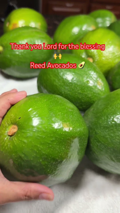 Harvesting Reed Avocado #amazing #love #shortvideo #bleesing #fruit #yummy #growagarden #garden #fy