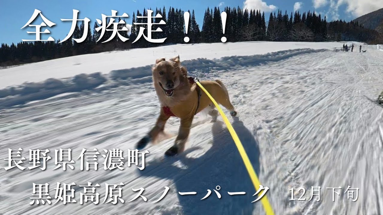 【4K/長野県・雪遊び】黒姫高原スノーパークに今シーズンも行ってきた！！【犬とスキー】#犬 #黒姫高原