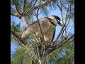Black Crowned Night Herons Building Nest (HD)
