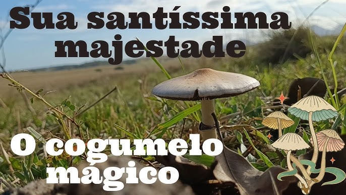 Cogumelos Selvagens da Mata Atlântica 