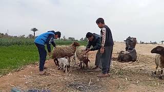 اسعد فرعون مصر ?للكوميديا هتموت  من الضحك 