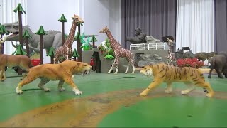 호랑이 vs 스밀로돈 Tiger vs Smilodon