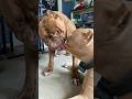 Giant pitbull disciplining his son shorts dog
