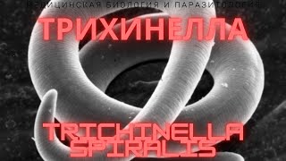 Трихинелла - Trichinella spiralis - Трихинеллез: Жизненный Цикл, Симптомы, Диагностика, Профилактика