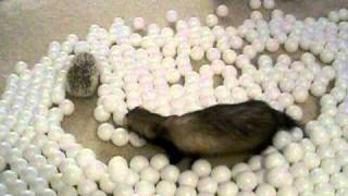 Ferrets, Hedgehog & Ping Pong Balls