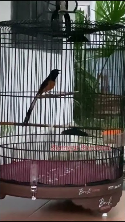 BEAUTIFUL WHITE RUMPED SHAMA BIRD SINGING 8