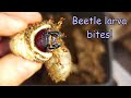 Bitten by a beetle larva! Raising the larvae of five-horned rhino beetle, Eupatorus gracilicornis.