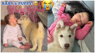 My Baby & Husky Puppy Have Fell In Love!!. [UNSEEN CLIPS!]