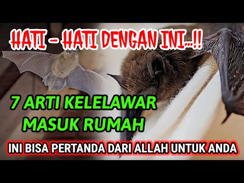 Video: Apakah Anda merasakan goresan kelelawar?