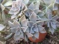 Cultivo del Graptopetalum paraguayense/Madre perla,Planta fantasma/ Graptopétalo/Sedum weinbergii