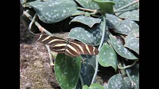 Beautiful butterfly