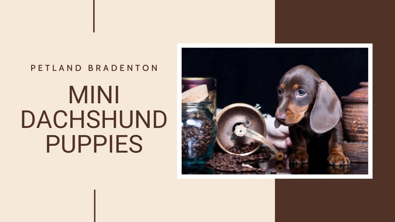 Miniature Dachshund Fun Facts