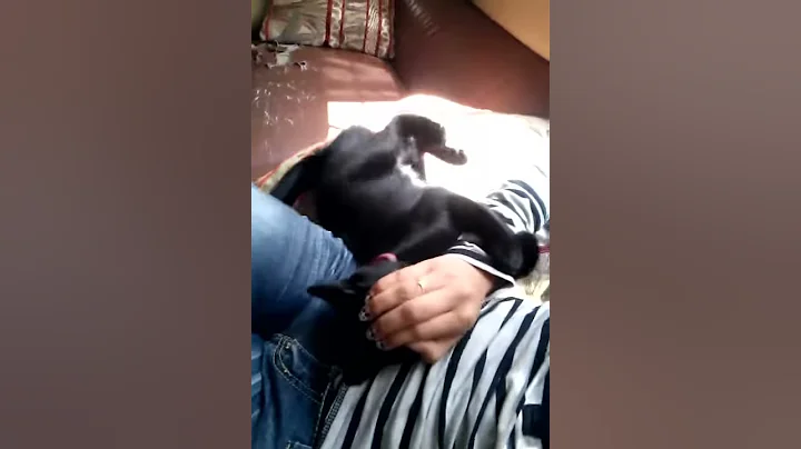 cat fight