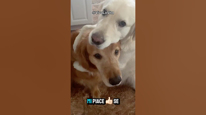 IL CANE PIÙ INTELLIGENTE DEL MONDO!🥹 #shorts