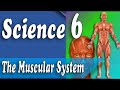 Muscular System Quiz