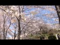 【半田山植物園】桜を見てきた。【岡山県】 の動画、YouTube動画。