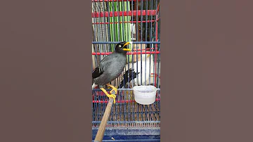 Kicau Khas JALAK KEBO Jadikan Jalak Kebo Lain Nyaut Gacor 