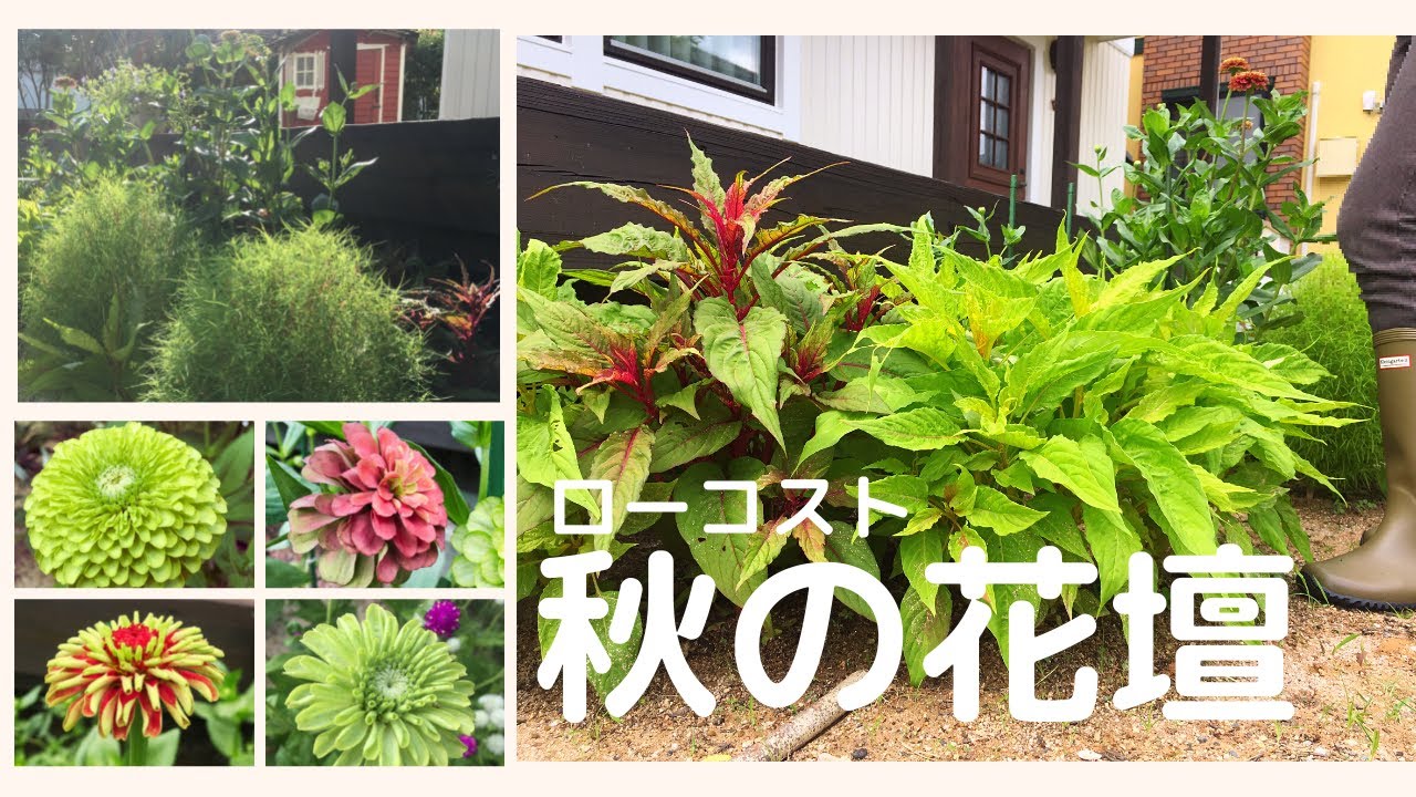 ガーデニング 秋の花壇 購入苗を何倍も楽しむローコストな園芸 Youtube