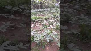 okra cultivation agriculture farming srilanka village okra maldives maldiveshotels