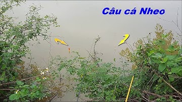 Cách  câu cá nheo đồng đơn giản cực nhậy | Cá lôi mất phao