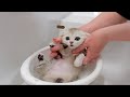 When I bathed my five kittens for the first time, I was surprised at how quiet they were！