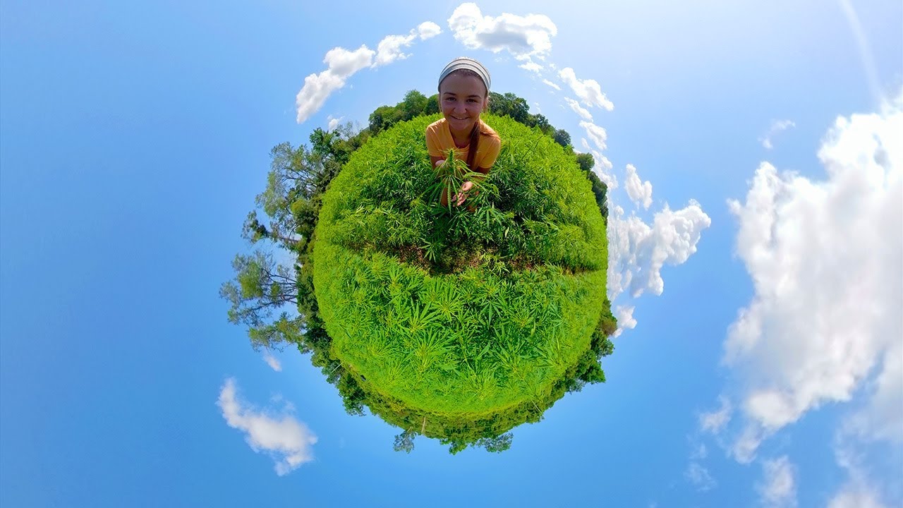 Cannabis Research Plot 360