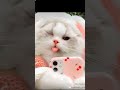 كاتم الانفاس اكسبلور Cat Music قطط تصميم فيديوهات Song Kitten Cute ترند مصر قطط قطة 