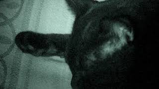 Boy (tomcat) the relaxed Mouser snoring on the Job.