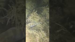 Красота подводного мира #подводнаяохота #рыбалка #spearfishing