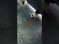 #love #youtubeshorts #pets #dog #cute #new🐕🐾