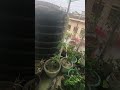 Mitti ki khushboo aur barish 🌧️#changeyourmindsetchangeyourlife #nature#plants
