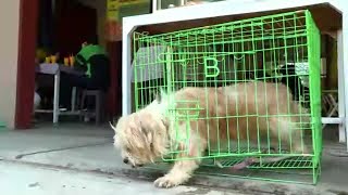Orderan Ambil Anjing, Eh Lepas.. | OJOL STORY (14/11/20) Part 2