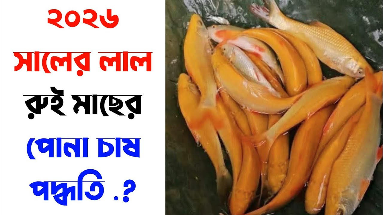 ২০২৬ সালের লাল রুই মাছের পোনা চাষ পদ্ধতি 01715090152