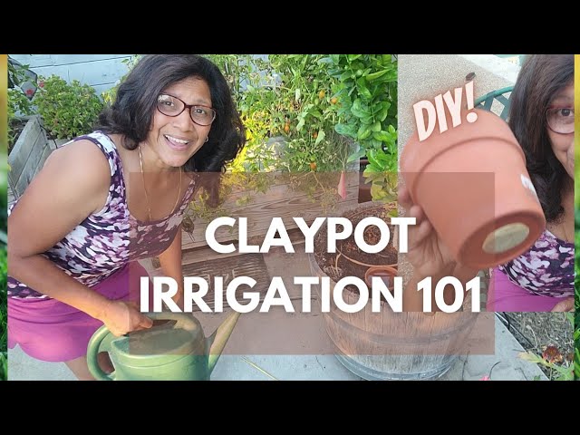 Irrigation with ollas - The Permaculture Research Institute