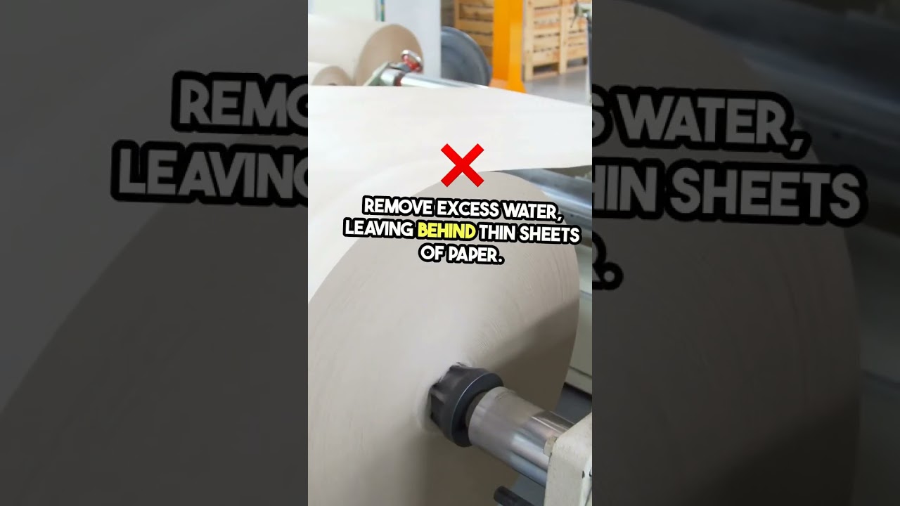 From Tree to Page  Paper Production