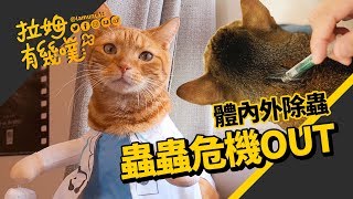 Get the flea out!! What is cat parasite?┃LAMUNCATS ♧