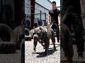 Dangerous Cane Corso Training Session 💪 | Power Full On 🔥