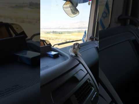 הכלב שאוהב את סטטיק ובן אל תבורי