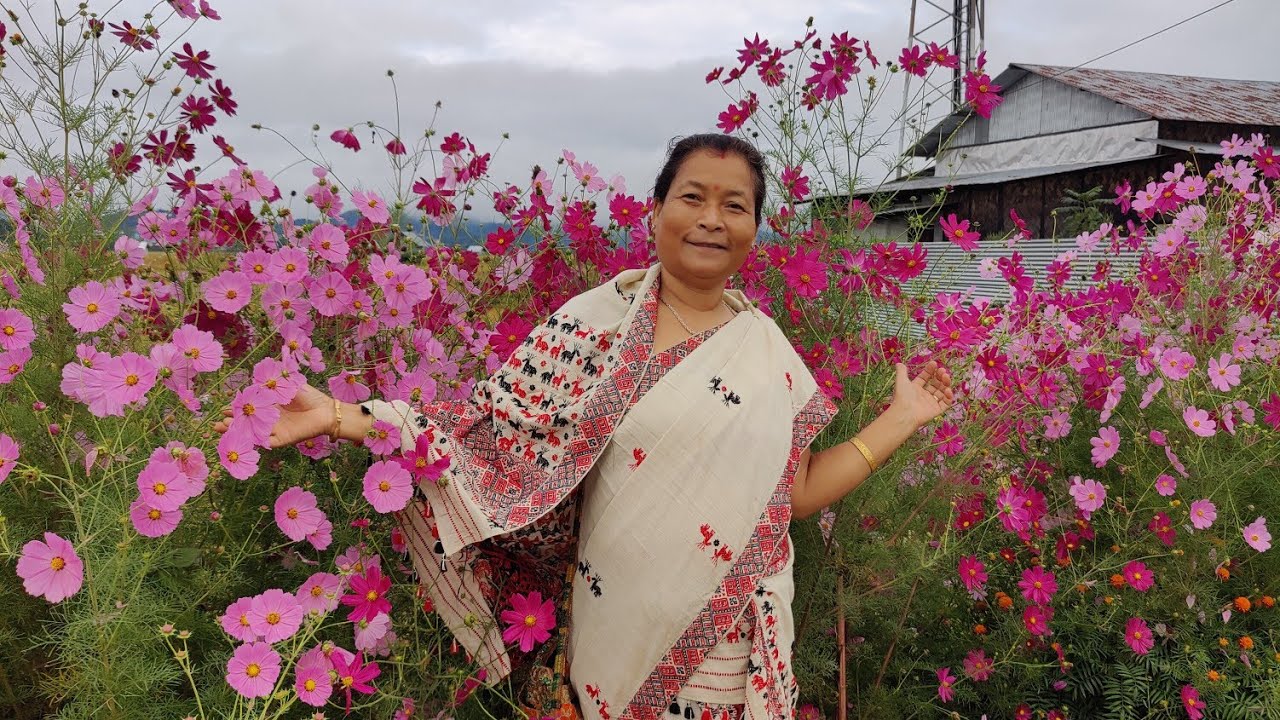 #ytvideo #nature #Ziro Amazing Cosmos garden in  Arunachal Pradesh October 4, 2022