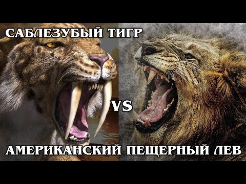 SABER-TOOTHED TIGER VS AMERICAN LION: Who is stronger? Interesting facts about prehistoric animals