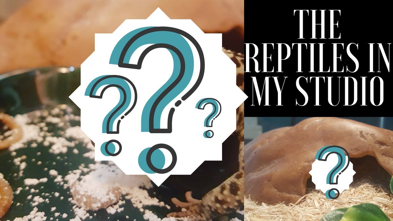 geckos for sale Mystery Animal Reveal/Feedings *WARNING: SNAKE FEEDING*