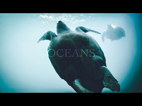 The Importance of Our Oceans (feat. Dr. Steve Simpson)